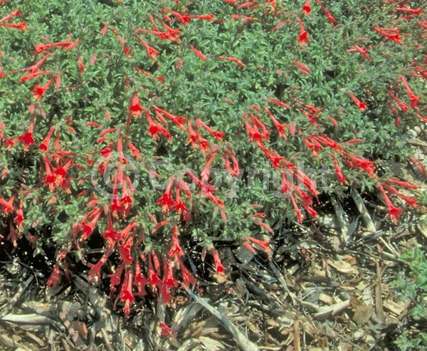 Red blooms; Evergreen; Needles or needle-like leaf; North American Native