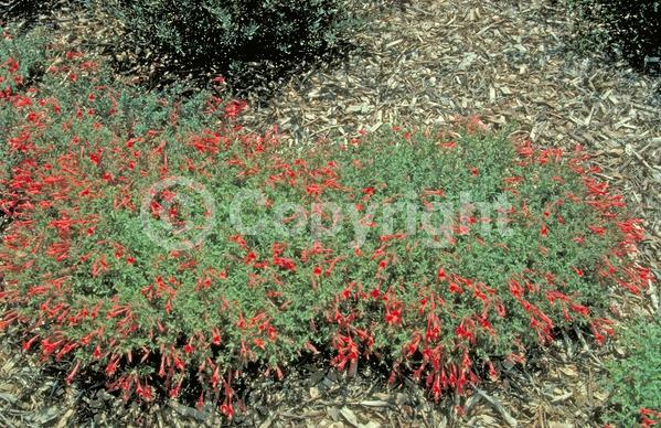 Red blooms; Evergreen; Needles or needle-like leaf; North American Native