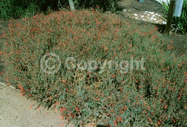 Red blooms; Evergreen; Needles or needle-like leaf; North American Native