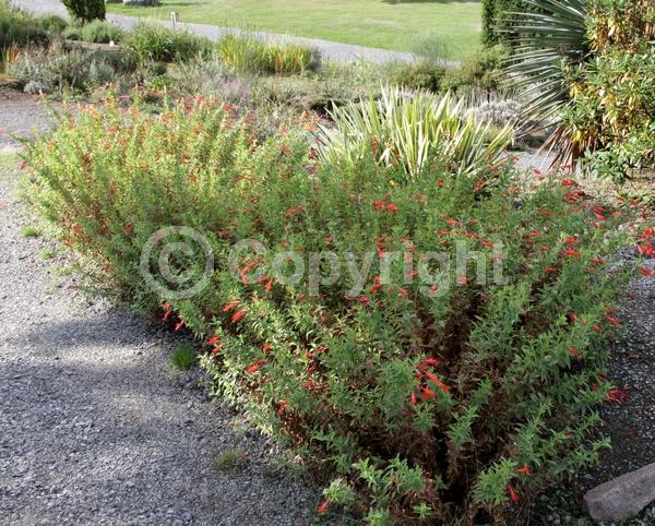 Red blooms; Orange blooms; North American Native