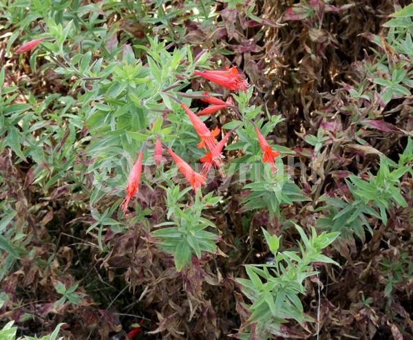 Red blooms; Orange blooms; North American Native