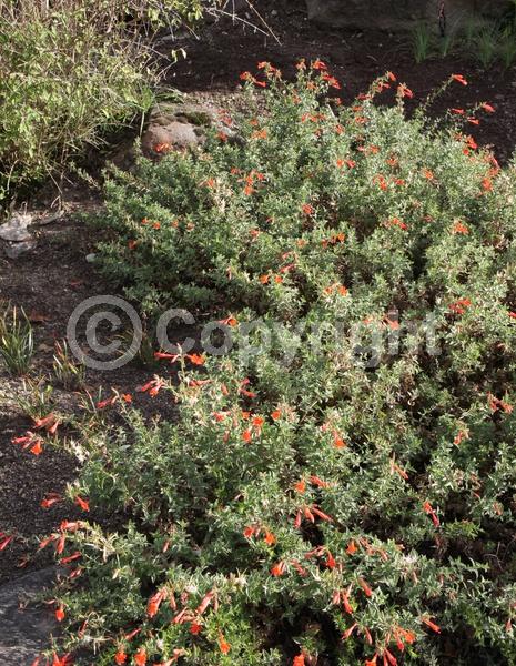 Red blooms; Orange blooms; North American Native