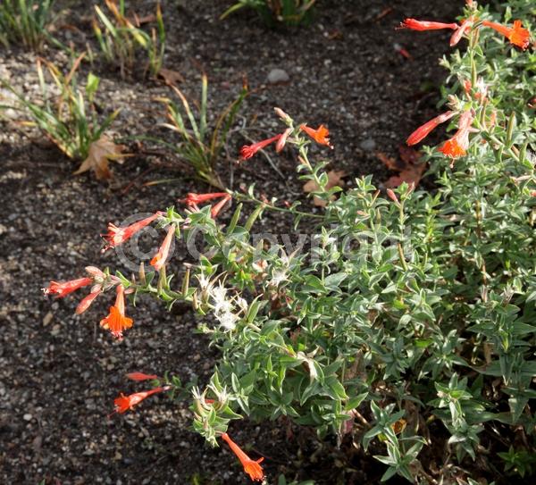 Red blooms; Orange blooms; North American Native