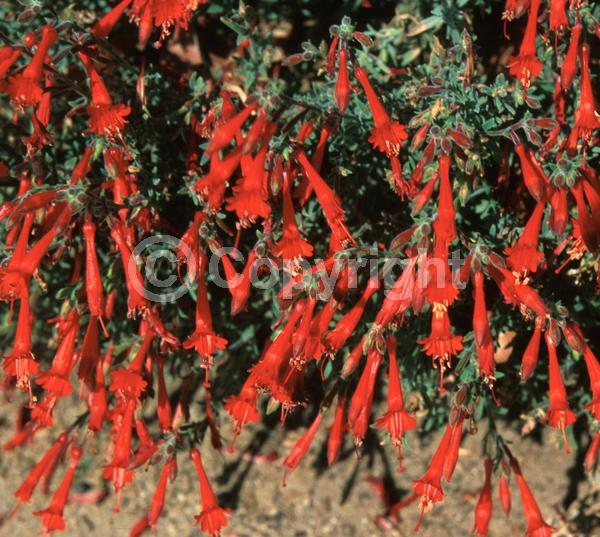 Red blooms; Evergreen; Needles or needle-like leaf; North American Native