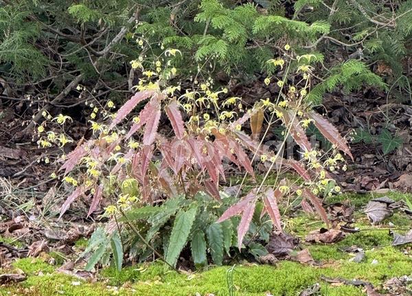 Yellow blooms; Deciduous