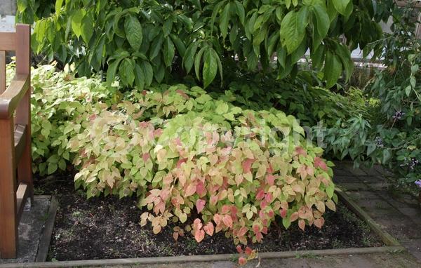 Purple blooms; Semi-evergreen