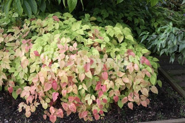 Purple blooms; Semi-evergreen