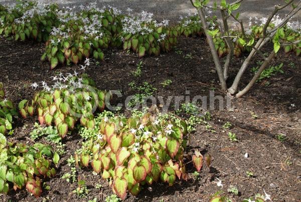 Lavender blooms; Semi-evergreen