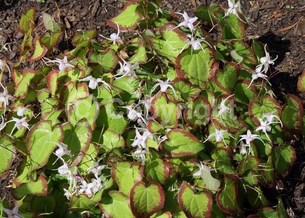 Lavender blooms; Semi-evergreen