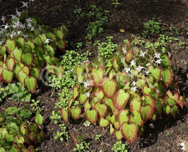 Lavender blooms; Semi-evergreen