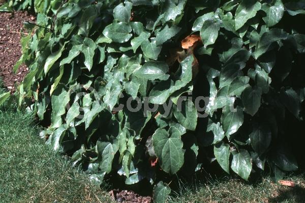 White blooms; Deciduous
