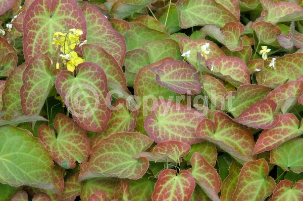 Yellow blooms; Evergreen