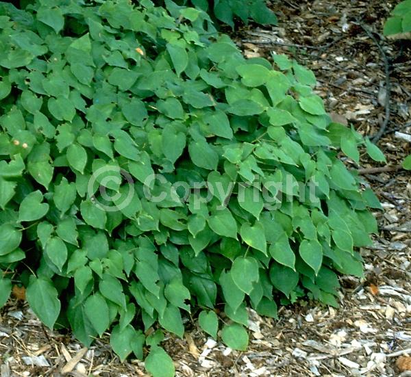 White blooms; Semi-evergreen