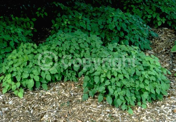 White blooms; Semi-evergreen