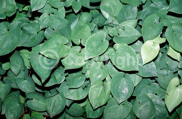 Yellow blooms; Semi-evergreen