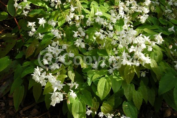 White blooms; Deciduous