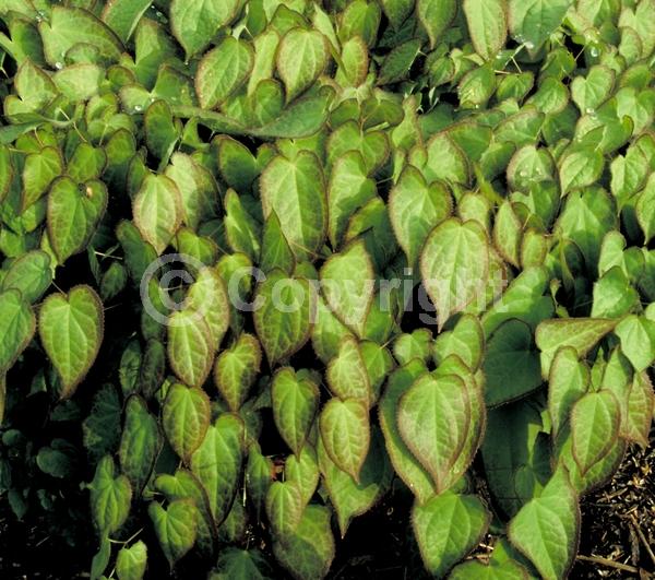 White blooms; Pink blooms; Semi-evergreen