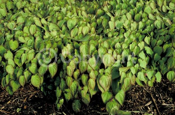 White blooms; Pink blooms; Semi-evergreen