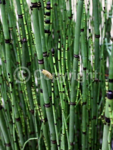 Unknown blooms; Evergreen; North American Native