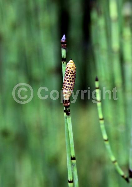 Unknown blooms; Evergreen; North American Native