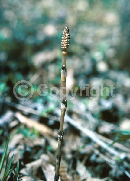 Unknown blooms; Evergreen; North American Native