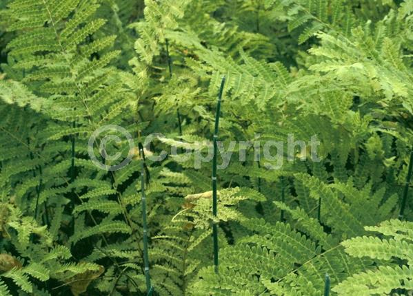 Unknown blooms; Evergreen; North American Native
