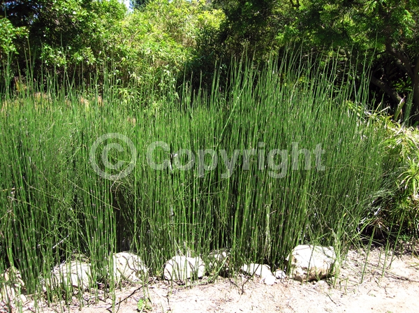 Unknown blooms; Evergreen; North American Native