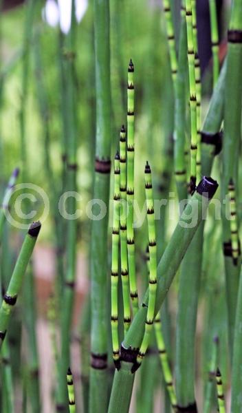 Unknown blooms; Evergreen; North American Native