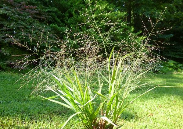 Purple blooms; Pink blooms; Rust or bronze blooms; Deciduous; Broadleaf; North American Native