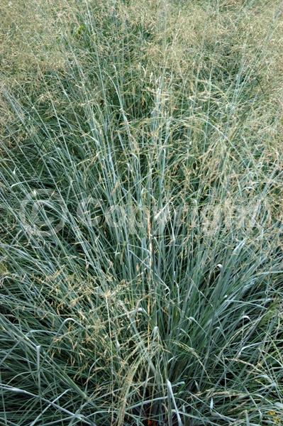 White blooms; Deciduous; North American Native