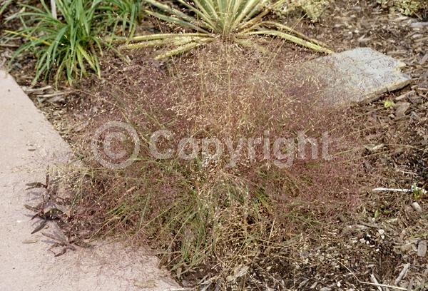 Purple blooms; Pink blooms; Rust or bronze blooms; Deciduous; Broadleaf; North American Native