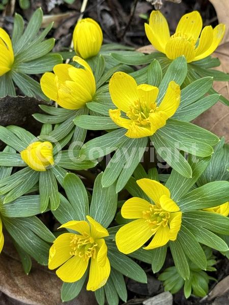 Yellow blooms; Deciduous; Broadleaf