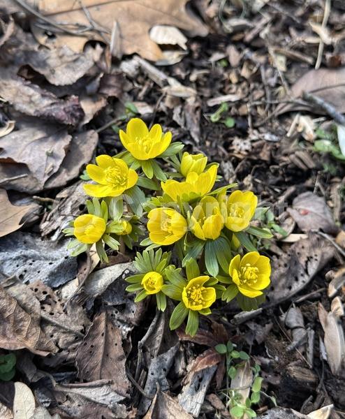 Yellow blooms; Deciduous; Broadleaf
