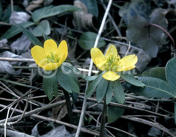 Yellow blooms; Deciduous; Broadleaf