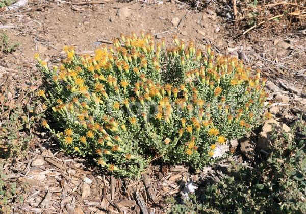 North American Native