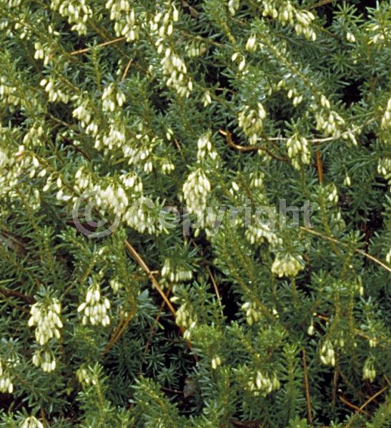 White blooms; Evergreen; Needles or needle-like leaf
