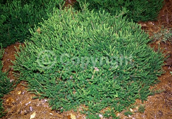 White blooms; Evergreen; Needles or needle-like leaf
