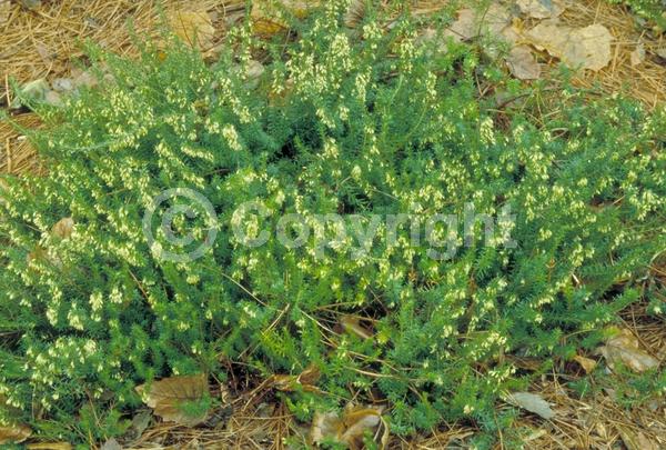 White blooms; Evergreen; Needles or needle-like leaf