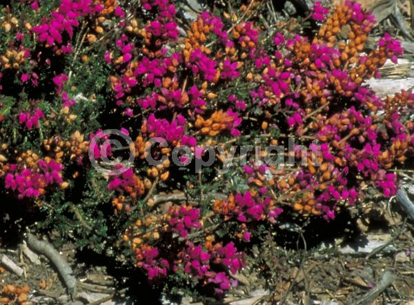 Pink blooms; Evergreen; Needles or needle-like leaf