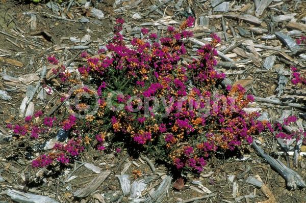 Pink blooms; Evergreen; Needles or needle-like leaf
