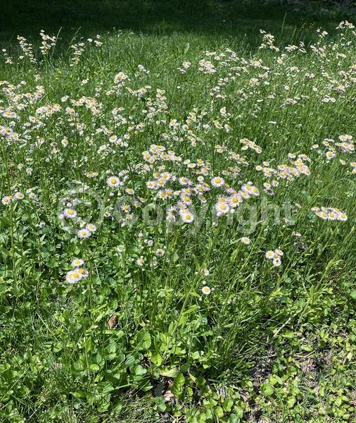 White blooms; Pink blooms; North American Native