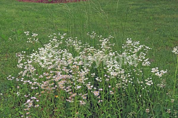 White blooms; Pink blooms; North American Native