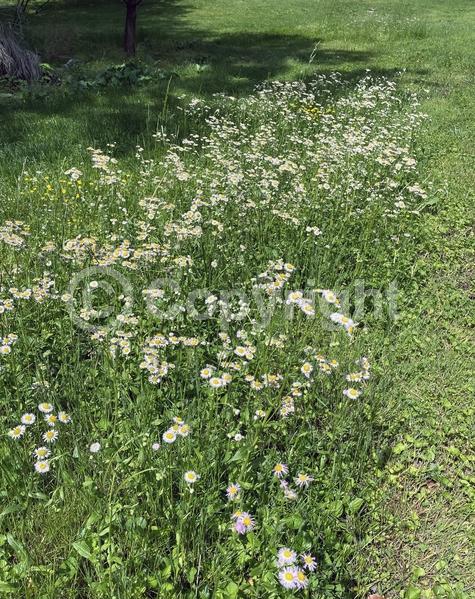 White blooms; Pink blooms; North American Native