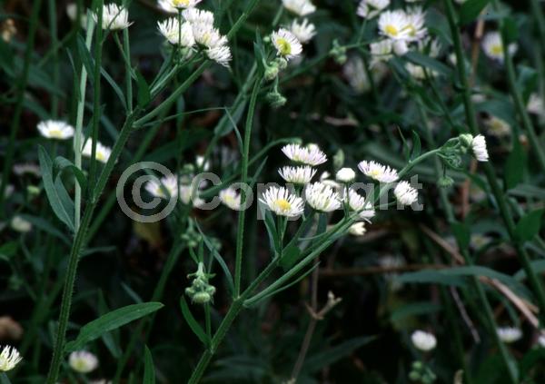 White blooms; Evergreen; North American Native