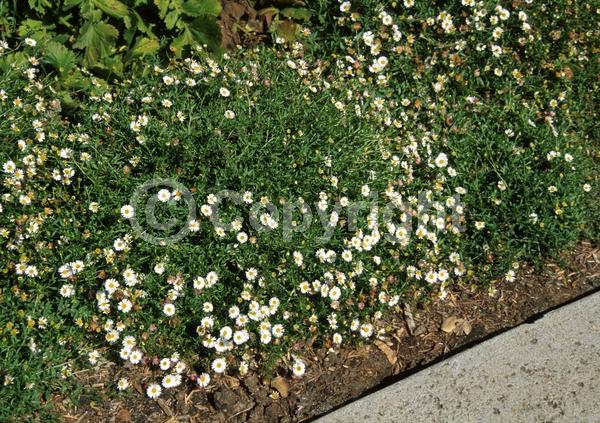Purple blooms; White blooms; Pink blooms; Deciduous; Broadleaf