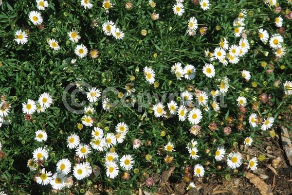 Purple blooms; White blooms; Pink blooms; Deciduous; Broadleaf