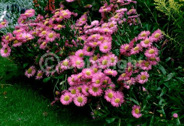 Purple blooms; North American Native