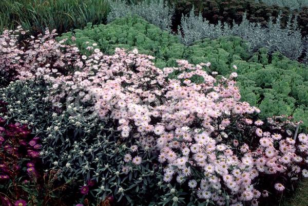 White blooms; North American Native