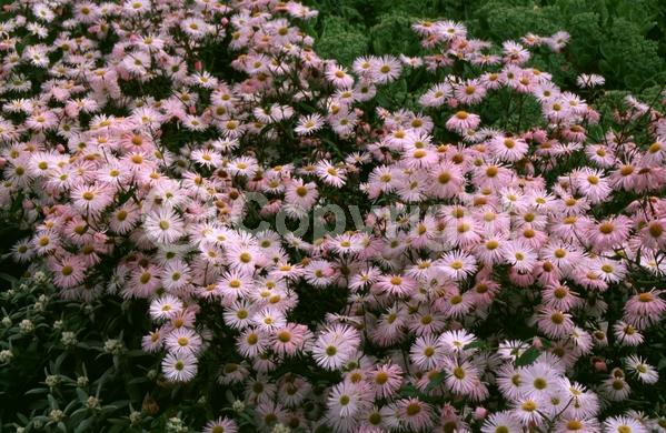 White blooms; North American Native