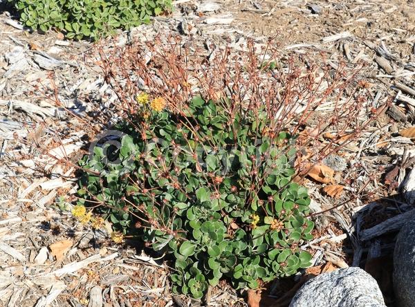 Orange blooms; Yellow blooms; North American Native